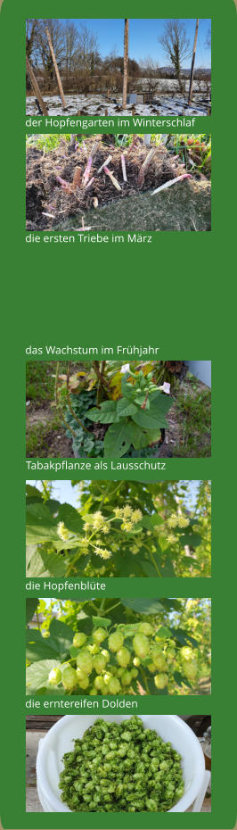der Hopfengarten im Winterschlaf die ersten Triebe im März das Wachstum im Frühjahr Tabakpflanze als Lausschutz die Hopfenblüte die erntereifen Dolden